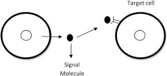 Animal cells are attached to neighboring cells by all of the following except. Cell Signaling And Apoptosis In Animals Sciencedirect