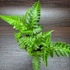 Image result for Rumohra