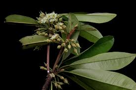 Image result for Manilkara