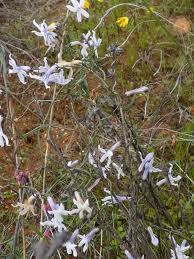 Image result for Cyphia lasiandra