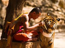 Picture of the day: Buddhist monk feeding a hungry tiger in Tiger ...