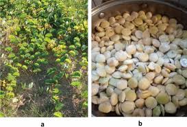 Image result for Tylosema esculentum