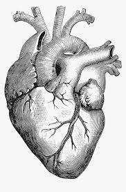 Around the world in 360 degrees; Human Heart Drawing Png Transparent Png Kindpng