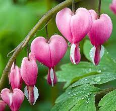Bleeding Heart My Mom Always Had One Of These In Her Garden She Used To Tell Me A Tragic Story Using P Bleeding Heart Flower Flower Heart Beautiful Flowers