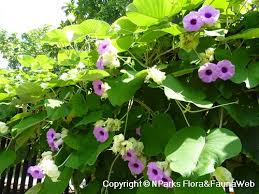 Image result for Argyreia