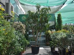 Jetzt bequem online einkaufen und fertig gepackt abholen. Buy Best Mango Tree In Uae Fruit Trees Dubai Garden Centre
