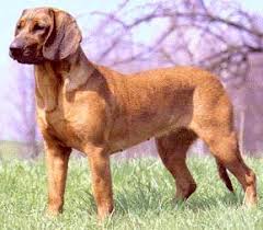 Image result for štýrský brakýř