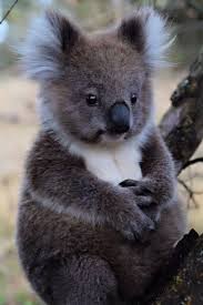 Yavru Kaola Kaola Yavru Yavru Koala Koalas Sevimli Hayvan Yavrulari