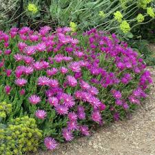 Check out our ice plant selection for the very best in unique or custom, handmade pieces from our succulents shops. Cooper S Hardy Ice Plant Delosperma Cooperi High Country Gardens