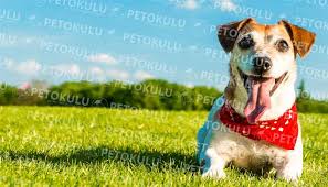 Kopek Tuvalet Egitimi Nasil Verilir Video Pet Okulu