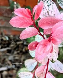 Image result for Breynia disticha