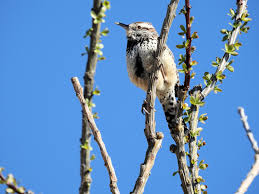 Notes from a Beginning Birder, Part 3. Carpe Diem! Birding and Hiking, what  a Nice Reprieve! — Spokane Audubon Society