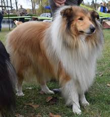 Rough Collie Information Dog Breed Facts Dogell Com