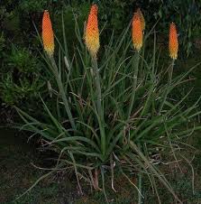 Although its blooming time is short, red hot poker displays a very unusual flower and is moderately drought resistant. Kniphofia Plant Growing Guide Grow Torch Lily Red Hot Pokers