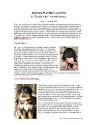 tibetan mastiff growth tibetan mastiff info