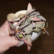 Image result for Euphorbia rubriflora