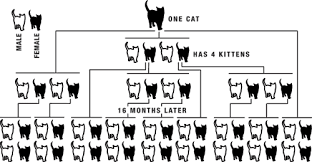 Do The Math Spaying And Neutering Impacts The Numbers