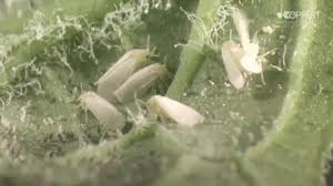 They can appear as early as when the leaves first it is also used to control several insect pests. How To Get Rid Of Bugs In Houseplants Soil