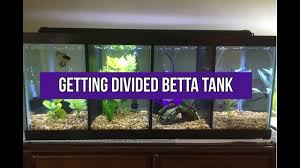 We make are own divders and the link to see how is in the video. Getting Setting Up Divided Betta Tank Youtube