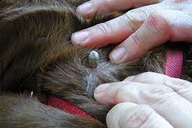 Embedded fully ticks on dogs paw. How To Protect Your Pets From Deadly Paralysis Ticks This Season Rspca Nsw