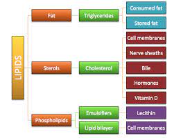 Lipids Types Nutritional Doublethink