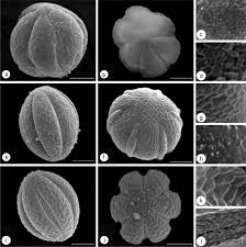 Image result for Alvesia clerodendroides