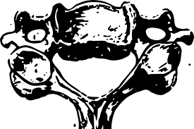 Der erste wirbel deiner wirbelsäule bezeichnet. Atlas Anatomie Funktion Beschwerden Krank De