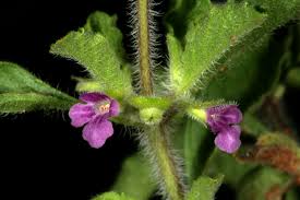 Image result for Cystostemon