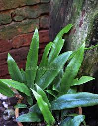 Image result for Diplazium humbertii