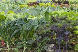 How To Grow And Care For Kale Home Vegetable Garden Growing Kale Organic Vegetable Garden