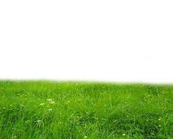 Png Grass By Moonglowlilly On Deviantart Grass Photoshop Photoshop Images Photoshop Textures