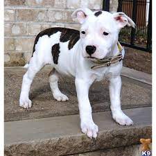 Pin On Pitbull Terrier