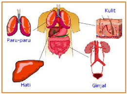 Filtrasi terjadi di glomerulus dan kapsul bowman yang menghasilkan filtrat gromerulus atau urin primer. Biologi Gonzaga Try Out Ekskresi