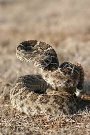 Rattlesnake I Have Respect For Rattlesnakes I May Not Like Them But I Enjoy How They Warn They Don T Attack If They Don Rattlesnake Snake Beautiful Snakes