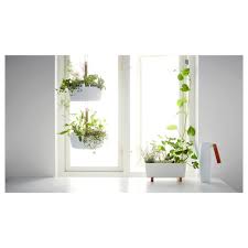 Bittergurka Plant Pot White 12 X6 Hanging Planters Hanging Plants Potted Plants