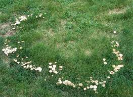 Les Champignons Du Jardin Jardins Jardinage Pelouse