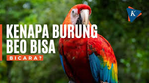 Kenapa Burung Beo Bisa Bicara? - YouTube