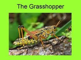 Grasshopper is the coding app for beginners. I Introduction To Insects A Exoskeleton B Molting