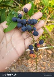 Image result for Lepisanthes senegalensis