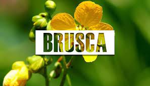 Brusca O Brusquilla Para Que Sirve Y Sus Beneficios