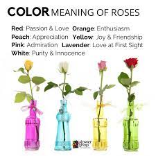 Rose Facts And Superstitions