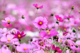 Flower Nature Wallpaper High Quality Resolution Uncalke Com Best Flower Wallpaper Purple Flowers Wallpaper Pink Flowers Wallpaper