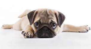 Best Food For Pug Puppies Tasty Healthy Choices