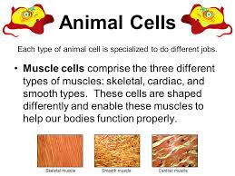 Check spelling or type a new query. Plant And Animal Cells Grade 4 Unit 3 Lesson 1 Topics Covered Cell Definition Parts Of Plant And Animal Cells Comparison Of Plant And Animal Cells Different Ppt Download