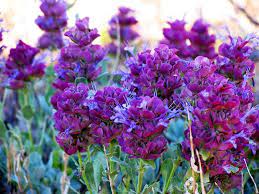 Tall annual grass of spring. Different Types Of Purple Flowers With Pictures Trees Com