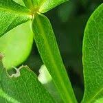 Image result for Schrebera alata