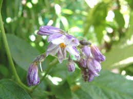 Image result for Solanum muricatum