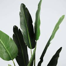 We did not find results for: Best High Quality Alohaboho Faux Potted Plant Multiple Sizes Online
