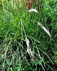 Image result for Poa schimperiana