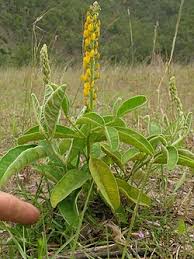 Image result for Crotalaria heidmannii